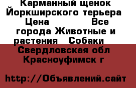 Карманный щенок Йоркширского терьера › Цена ­ 30 000 - Все города Животные и растения » Собаки   . Свердловская обл.,Красноуфимск г.